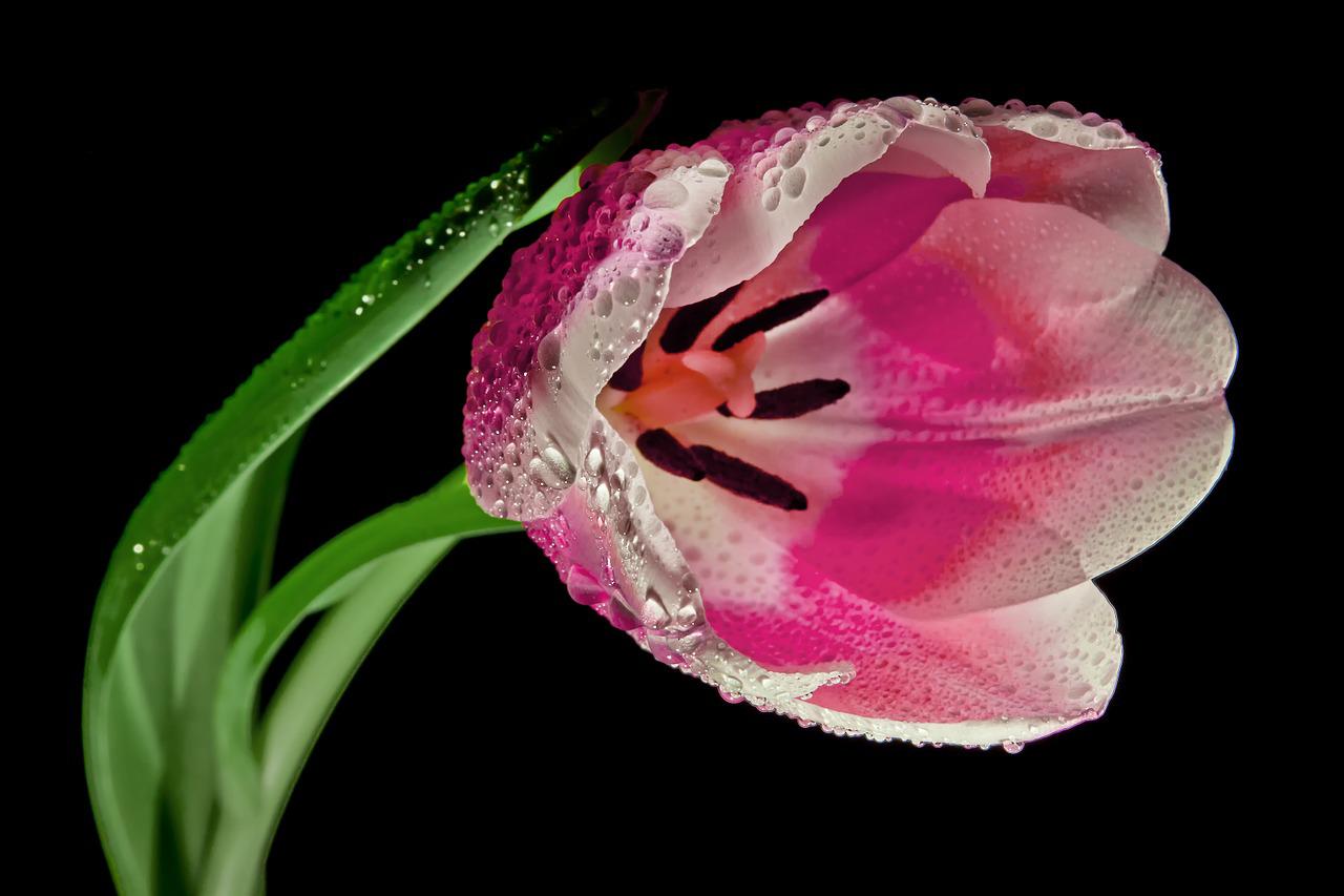 tulip, dew, pink tulip-611613.jpg